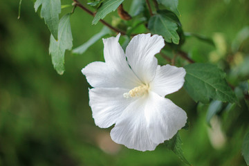 white hibiscus flower