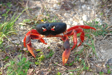 Red Migrating crab Cuba Gecarcinus ruricola on the road