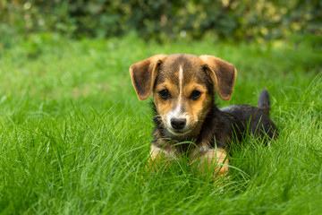 little puppy on green bright grass close-up