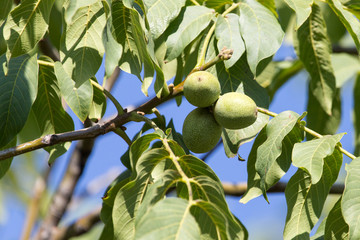 green walnuts on the tree