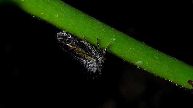 Strang treehoppe (Membracidae) on branch in tropical rain forest, Thailand.