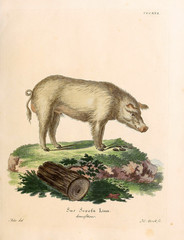 Illustration of pigs