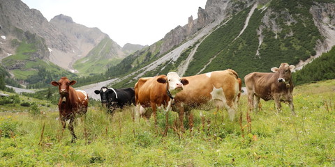 Fototapeta premium Herde Kühe in den Alpen