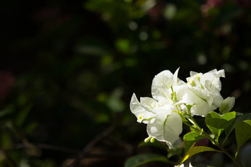 Obraz premium White Bougainvillea flower in dark background