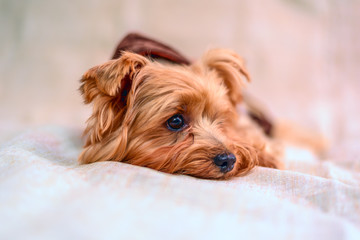 Portrait of a Yorkshire terrier