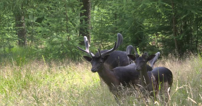 Melanistic (black) Fallow deer, a group of bucks stand at forest edge. Fallow deer can be seen feeding at all times of the day.