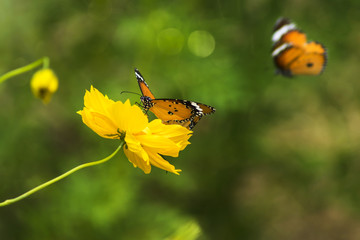 Yellow cosmos flower.