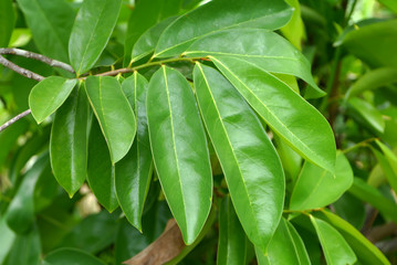 Close up Soursop leaf on tree.