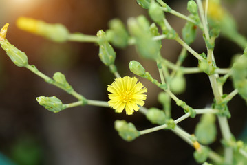 Yellow flower of Cos Romaine Lettuce.