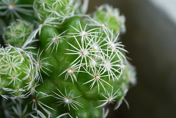 Close up of cactus plant.