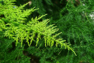 Green leaf of Feather fern plant.