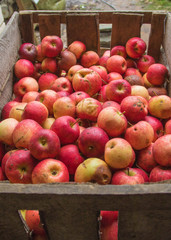 Processing of apples for juice production.