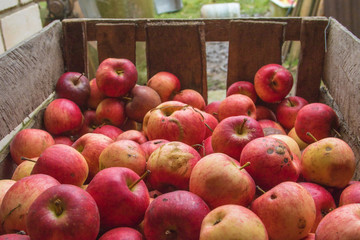 Processing of apples for juice production.