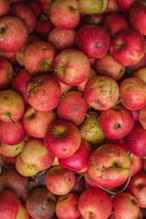 Processing of apples for juice production.