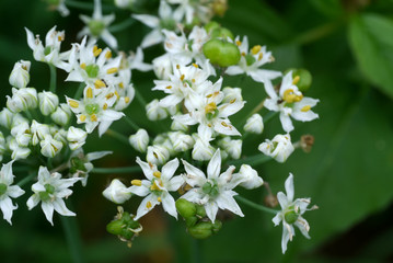 Chinese Chives flower.