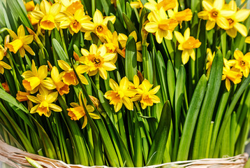 A large bunch of fresh yellow daffodils