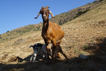 goat landscape