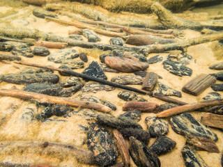 Smoothed pieces of wood on lake bottom