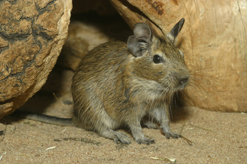 Gewöhnlicher Degu sitzt vor Höhle, Octodon degus