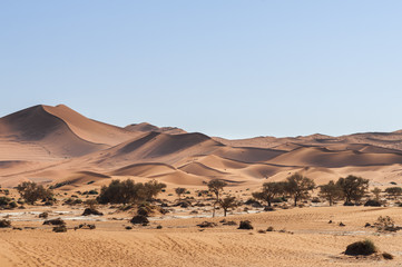 Fototapeta na wymiar Dunes with acacia trees in the Namib desert / Dunes with acacia trees in the Namib desert, Namibia, Africa.