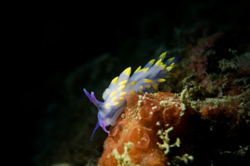 Sea Slug or Nudibranchia
