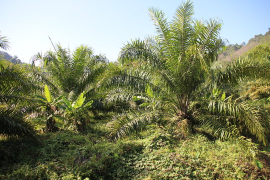 Thailand - Khao Sok - Nationalpark