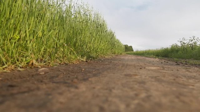 Oat field and field road
