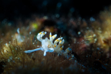 Sea Slug or Nudibranchia
