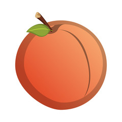Isolated grapefruit illustration