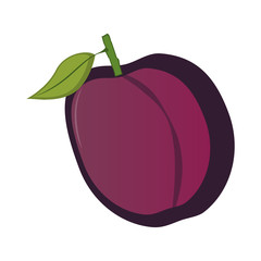 Isolated plum illustration