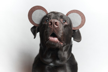 Fototapeta premium Funny dog. Festive image. Labrador. White background