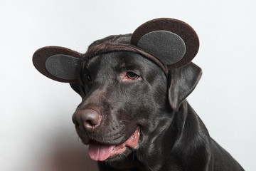 Funny dog. Festive image. Labrador. White background