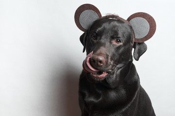 Funny dog. Festive image. Labrador. White background