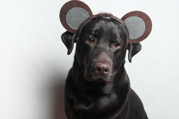 Funny dog. Festive image. Labrador. White background