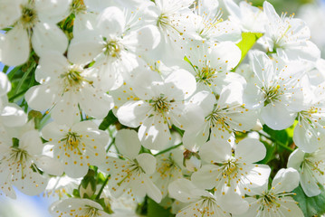Branches of snow-white flowers of cherry blossoms