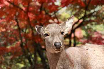 Deer standing background red leaves autumn tree at the park in Nara, Japan. The park is home to hundreds of freely roaming deer.