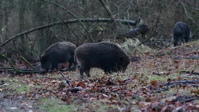 Wildschweine im Wald, Ueberlaeufer,  Schwarzwild, Dezember, (Sus scrofa)