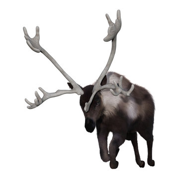 3D Rendering Caribou on White