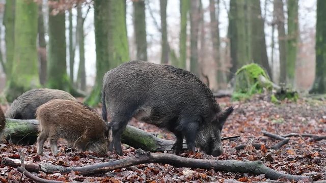 Wildschweine im Wald, Schwarzwild Rotte, Dezember, (Sus scrofa)