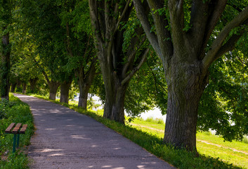 bench in shade of linden trees. Uzh river embankment in summer