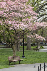 Fototapeta premium Spring in Boston Garden