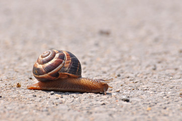 Snail crawling on the asphalt road. Burgundy snail, Helix, Roman snail, edible snail or escargot crawling