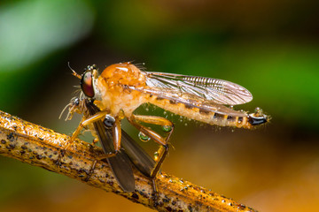 bugs and fly