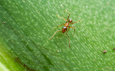bugs and fly