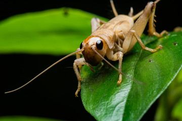 bugs and fly