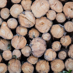 Stacked timber logs as background