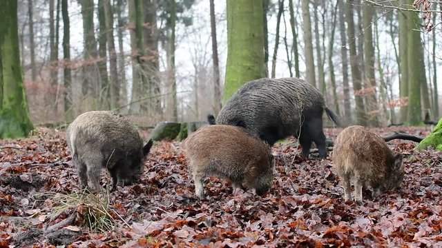 Wildschweine auf Futtersuche im Wald, Schwarzwild Rotte, Dezember, (Sus scrofa)