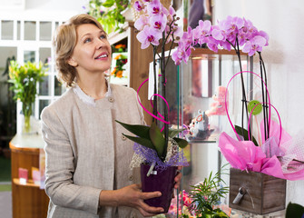 Woman picking potted phalaenopsis flower - obrazy, fototapety, plakaty