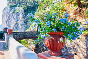 Flowers in flower pot at Augustus Gardens in Capri Island