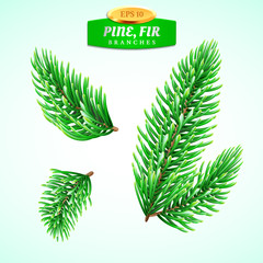 Set of fir branches, Christmas tree, pine tree. Symbol of Christmas and New Year. Decorations for winter holidays. Detailed realistic 3d illustration.